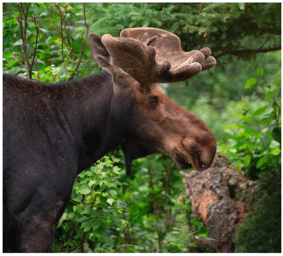 Membership (Sustaining Level)