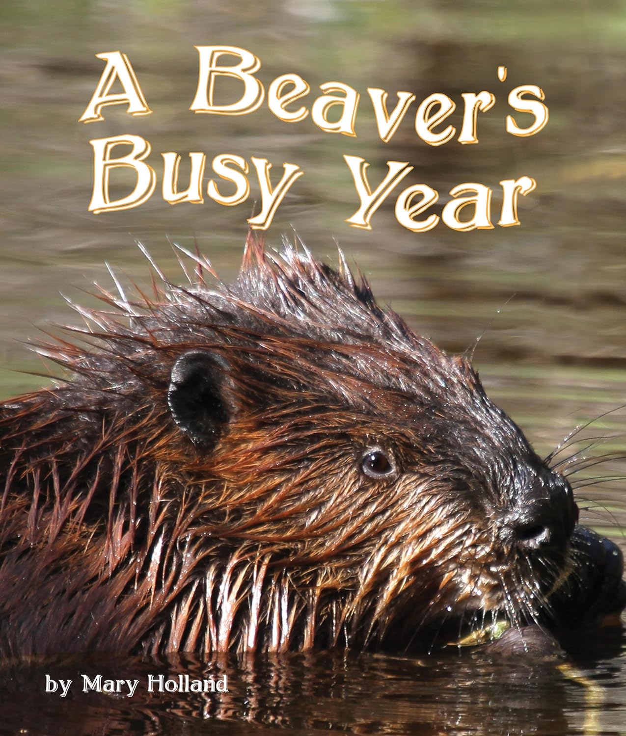 0039 A Beaver's Busy Year