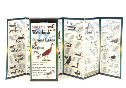 0916 - Sibley's Waterproof Folding Guide Waterbirds of the Great Lakes Region