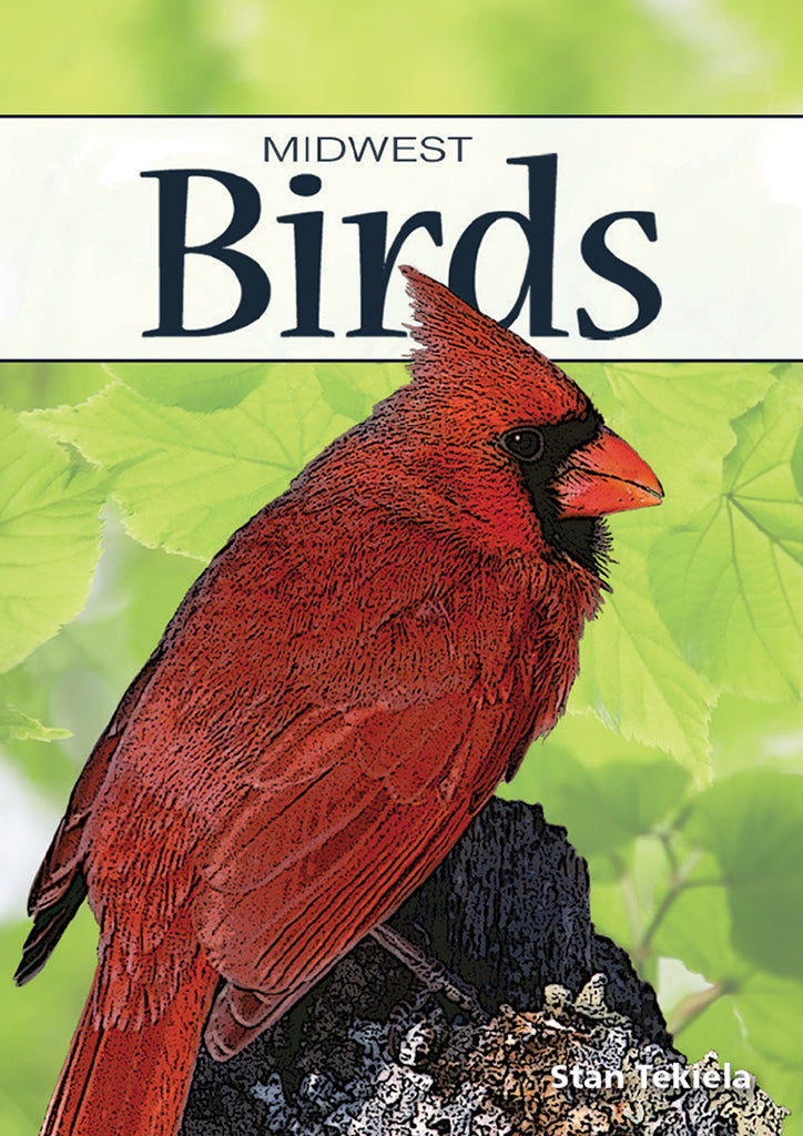1089 Birds playing cards